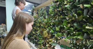 Победа своими руками