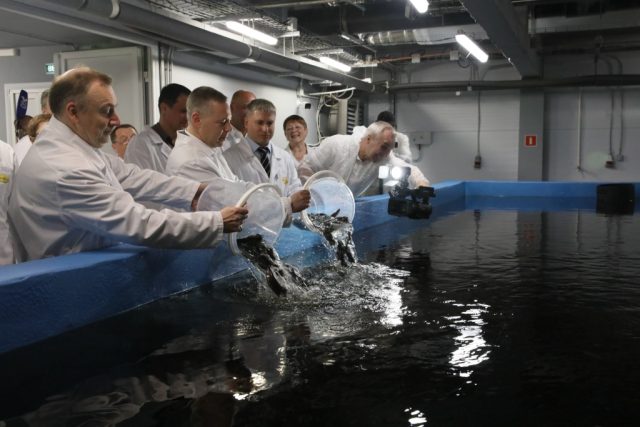 Первый комплекс по выращиванию клариевого сома и форели начал работу в Рыбинском районе