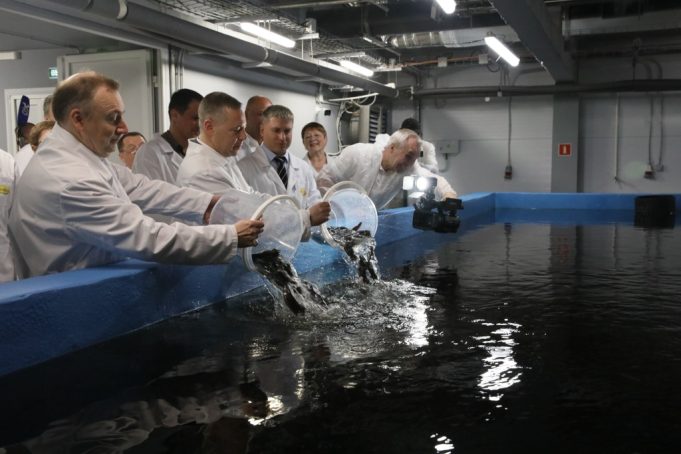 Первый комплекс по выращиванию клариевого сома и форели начал работу в Рыбинском районе