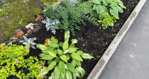 Жители Рыбинска создают «Цветущий город»