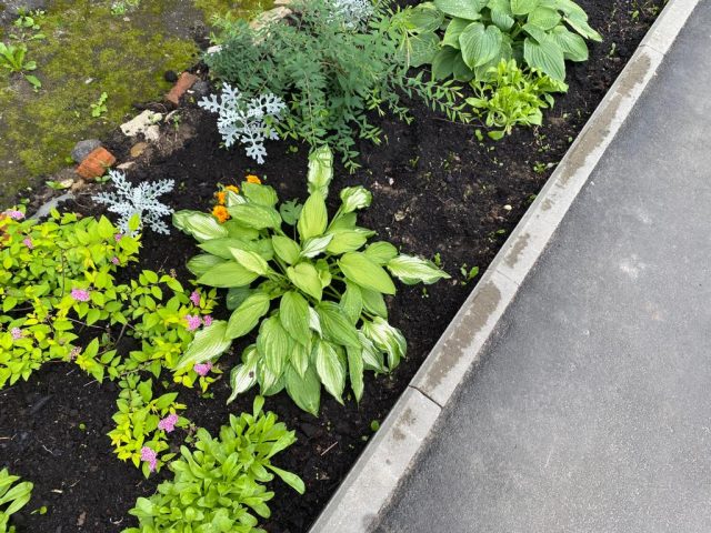 Жители Рыбинска создают «Цветущий город»