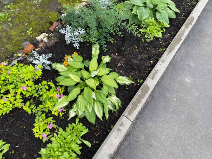 Жители Рыбинска создают «Цветущий город»