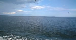 Рыбинцев приглашают на фестиваль любительских видов спорта на воде