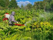 В Рыбинском районе борются с борщевиком