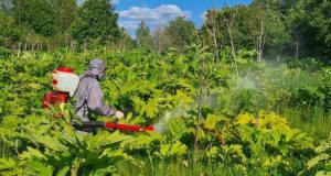 В Рыбинском районе борются с борщевиком