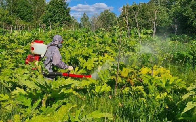 В Рыбинском районе борются с борщевиком