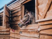 Рыбинский проект «Лошадь — человеку крылья» получил поддержку Фонда президентских грантов