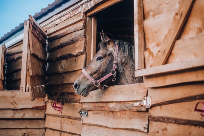 Рыбинский проект «Лошадь — человеку крылья» получил поддержку Фонда президентских грантов