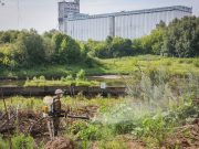 В Рыбинске на двукратную обработку от борщевика направили около 500 тысяч рублей