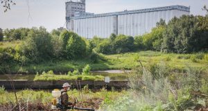 В Рыбинске на двукратную обработку от борщевика направили около 500 тысяч рублей