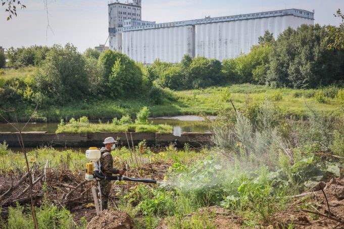 В Рыбинске на двукратную обработку от борщевика направили около 500 тысяч рублей