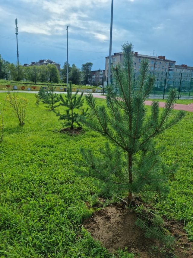 В Рыбинске появилась аллея спорта и здоровья