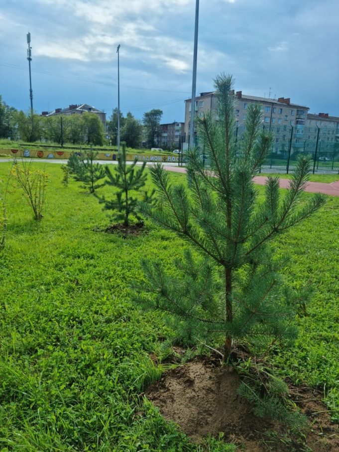 В Рыбинске появилась аллея спорта и здоровья