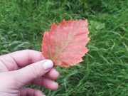 В Рыбинск придет по-настоящему теплая осень