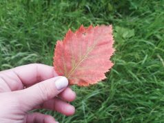 В Рыбинск придет по-настоящему теплая осень