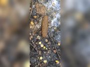 В Рыбинске грибник наткнулся на боеприпас