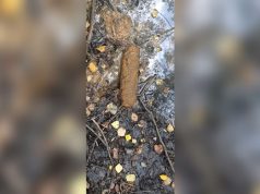 В Рыбинске грибник наткнулся на боеприпас