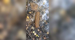 В Рыбинске грибник наткнулся на боеприпас