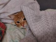 Отопительный сезон в Рыбинске начнется 2 октября