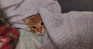 Отопительный сезон в Рыбинске начнется 2 октября