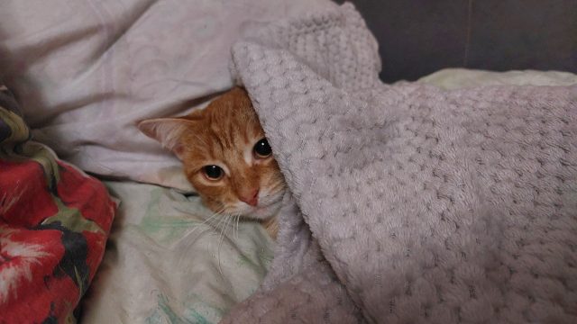 Отопительный сезон в Рыбинске начнется 2 октября