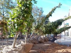 На Бульварной высаживают новые деревья