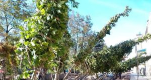 На Бульварной высаживают новые деревья