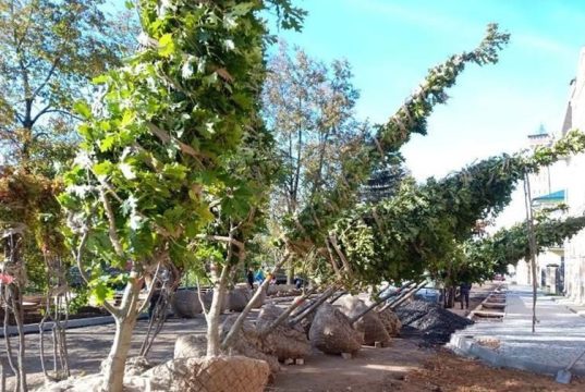 На Бульварной высаживают новые деревья