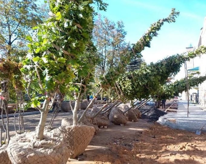 На Бульварной высаживают новые деревья