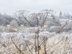 Сухостой борщевика вдоль дороги Рыбинск-Ярославль должны скосить за две недели
