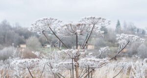 Сухостой борщевика вдоль дороги Рыбинск-Ярославль должны скосить за две недели