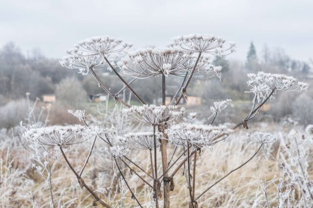 Сухостой борщевика вдоль дороги Рыбинск-Ярославль должны скосить за две недели
