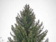 Красную площадь в Рыбинске украсят подарком жителя Рыбинского района