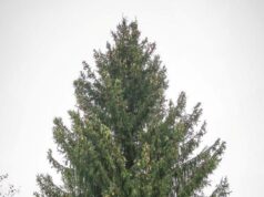 Красную площадь в Рыбинске украсят подарком жителя Рыбинского района