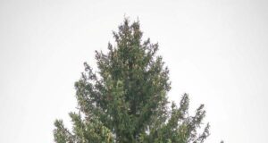 Красную площадь в Рыбинске украсят подарком жителя Рыбинского района