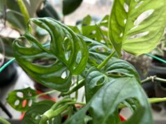 В Рыбинском музее-заповеднике расскажут о растениях в легендах и сказках