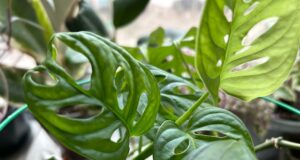 В Рыбинском музее-заповеднике расскажут о растениях в легендах и сказках