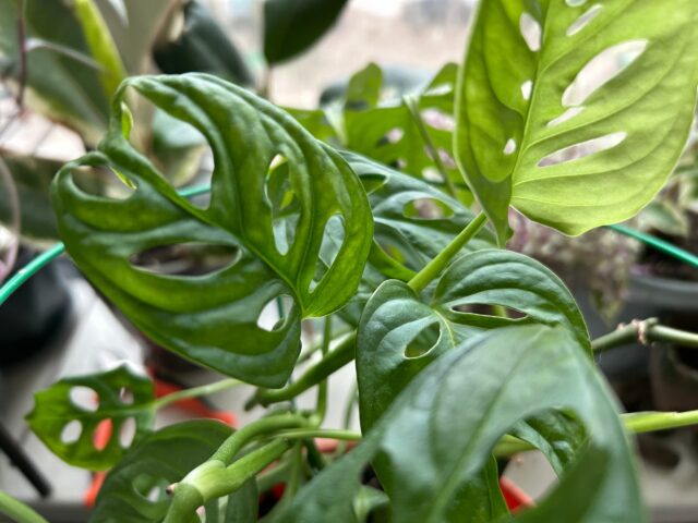 В Рыбинском музее-заповеднике расскажут о растениях в легендах и сказках