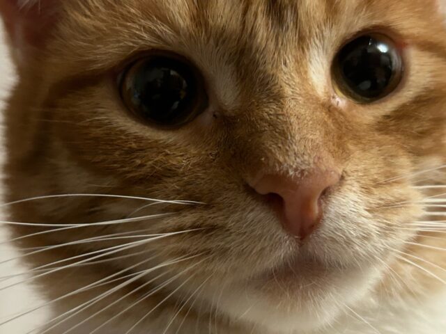 По Рыбинску будет курсировать «Экобибика»