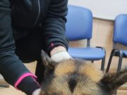 В Рыбинске двое молодых людей спасли тонущую в реке собаку