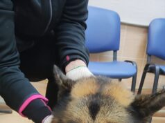 В Рыбинске двое молодых людей спасли тонущую в реке собаку