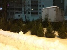 Где купить живую ель в Рыбинске?