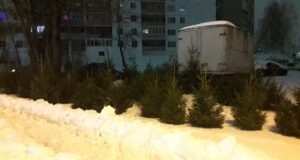 Где купить живую ель в Рыбинске?