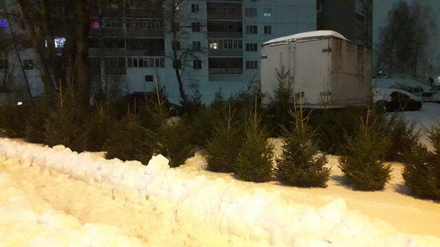 Где купить живую ель в Рыбинске?