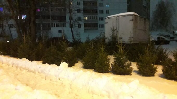 Где купить живую ель в Рыбинске?