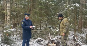 В Рыбинском районе выпилили деревья на 900 тысяч рублей