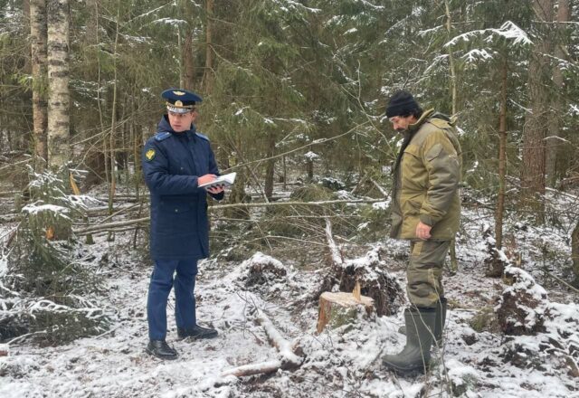 В Рыбинском районе выпилили деревья на 900 тысяч рублей