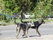 В Ярославской области с самовыгулом домашних животных планируют бороться высокими штрафами