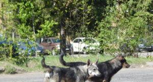 В Ярославской области с самовыгулом домашних животных планируют бороться высокими штрафами