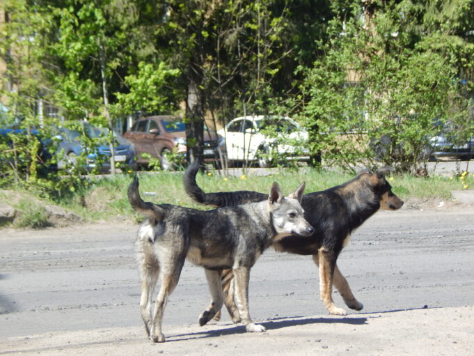 В Ярославской области с самовыгулом домашних животных планируют бороться высокими штрафами